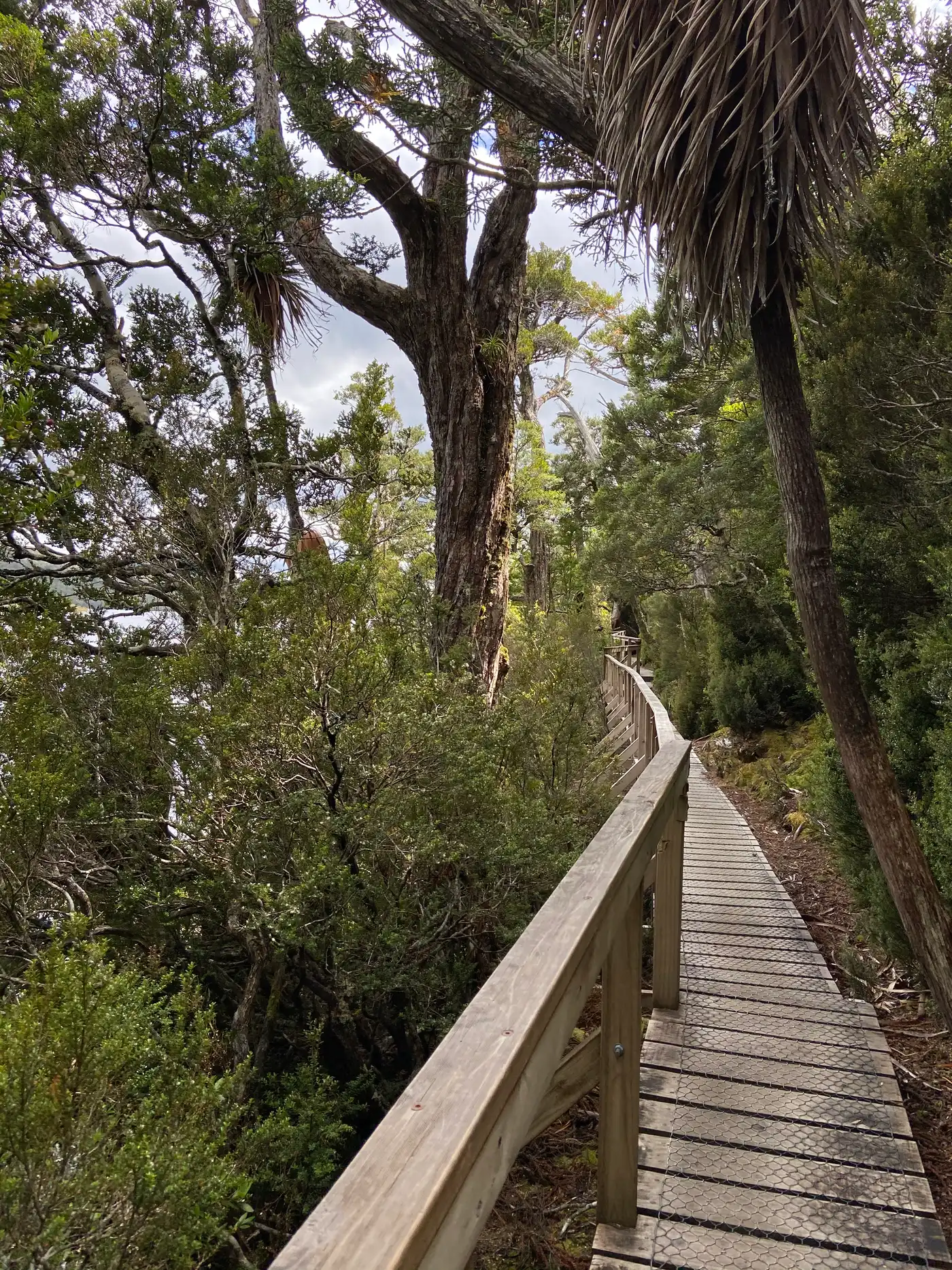 Rainforest boardwalk through ancient myrtle trees