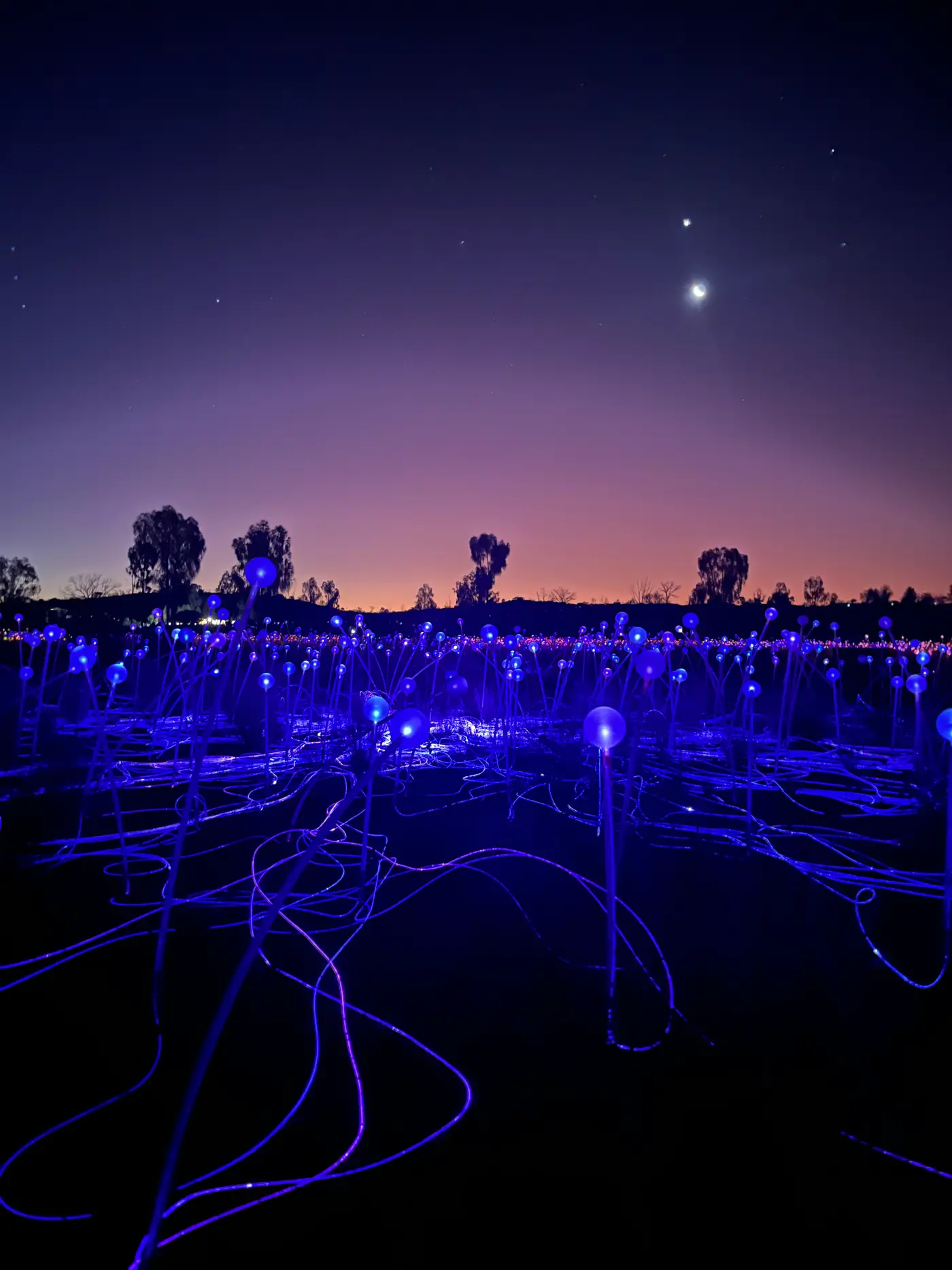 Blue glowing stems of Field of Light with desert twilight backdrop
