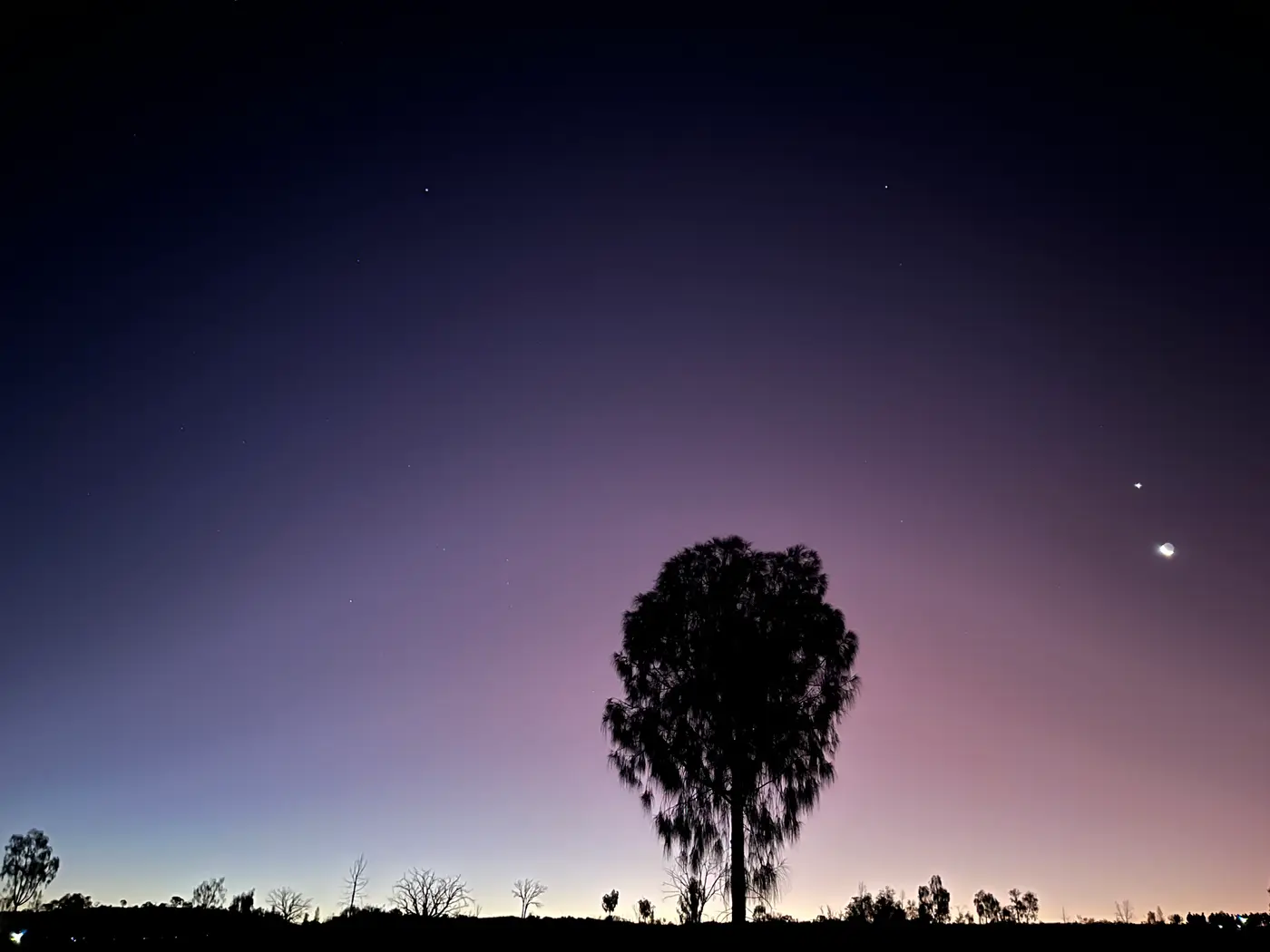Desert tree silhouette against twilight sky before Field of Light illumination