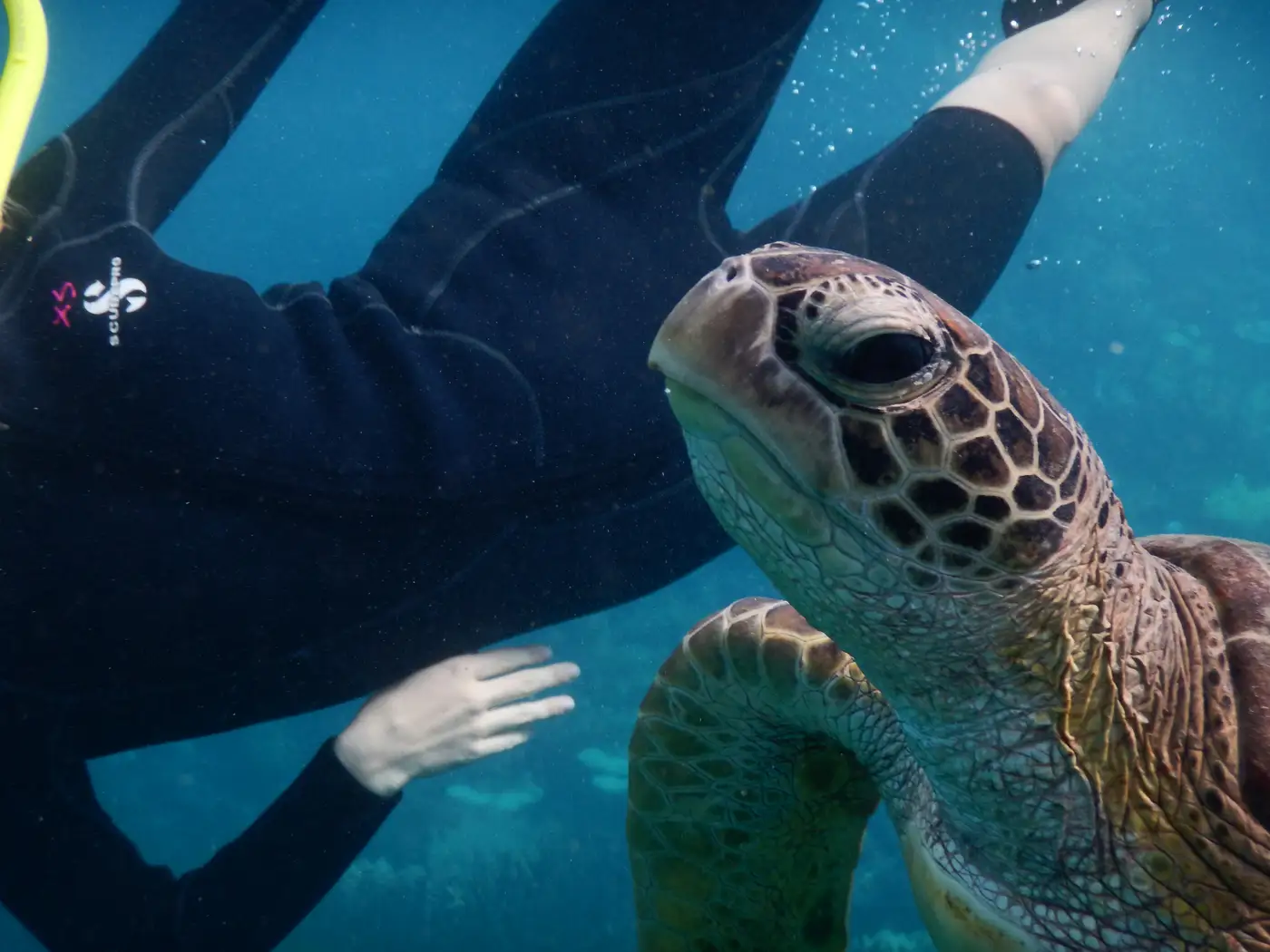 Diver swimming face to face with a green sea turtle on the Great Barrier Reef