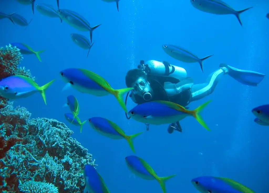 Scuba diver swimming through a school of fusilier fish on the Great Barrier Reef