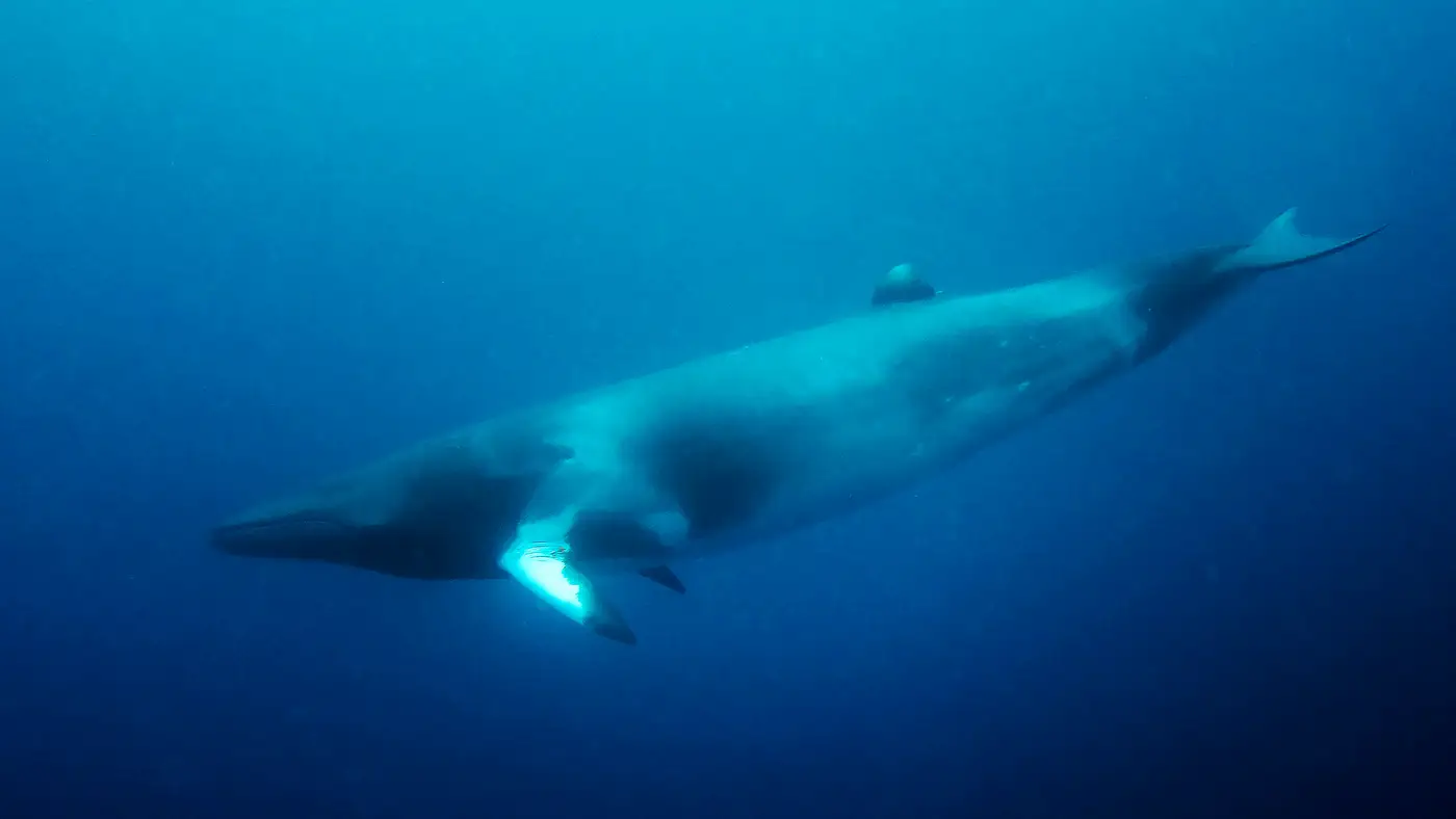 Dwarf minke whale swimming underwater on the Great Barrier Reef