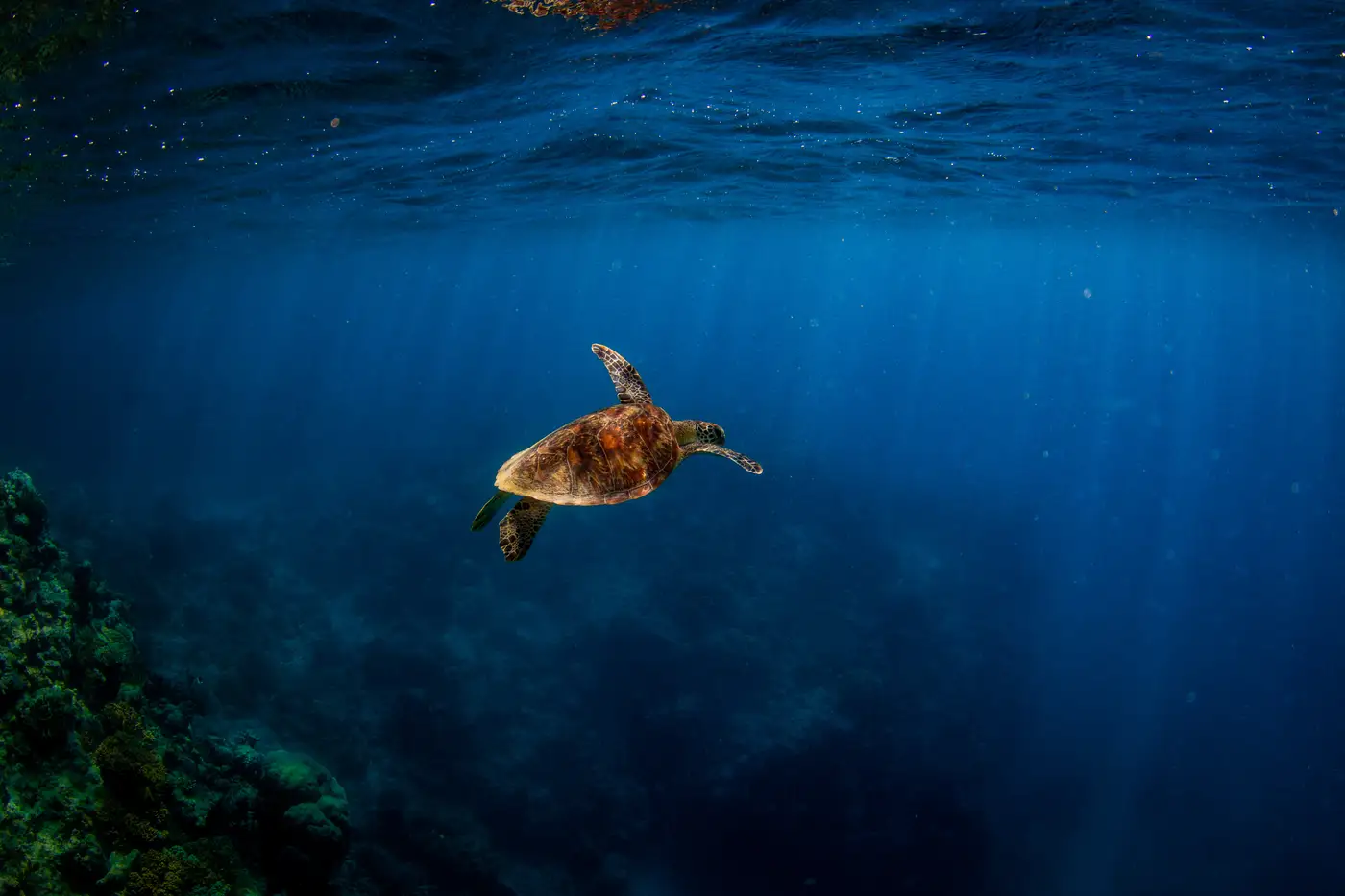 Green sea turtle swimming toward the surface on the Great Barrier Reef
