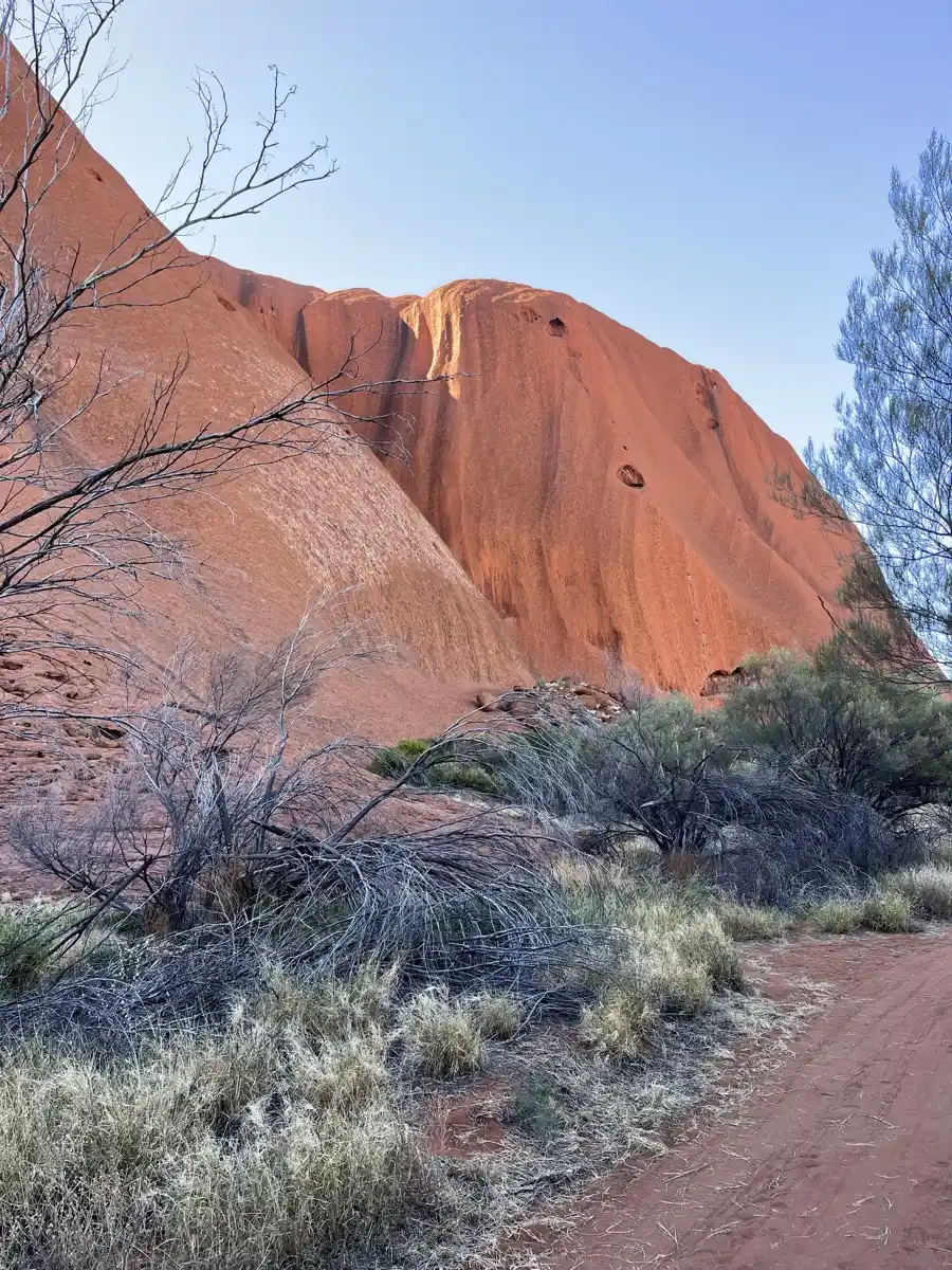 Looking up at the weathered sandstone face of Uluru with desert vegetation at the base