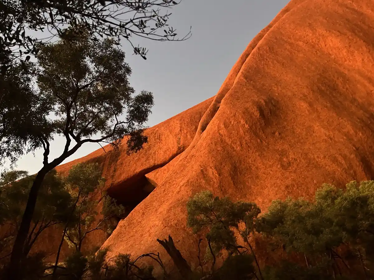 Uluru rock face towering above a desert oak in warm golden light