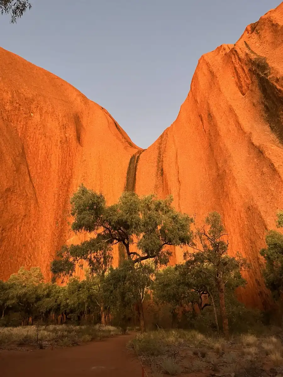Sandstone alcove at Uluru with a desert tree growing between the warm rock walls