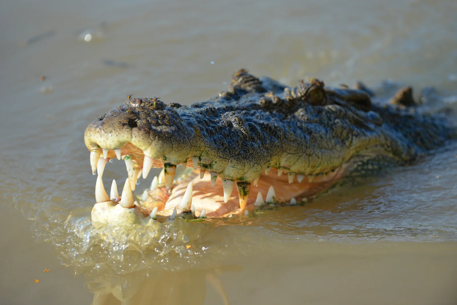 Saltwater crocodile on the riverbank in Kakadu National Park, Northern Territory