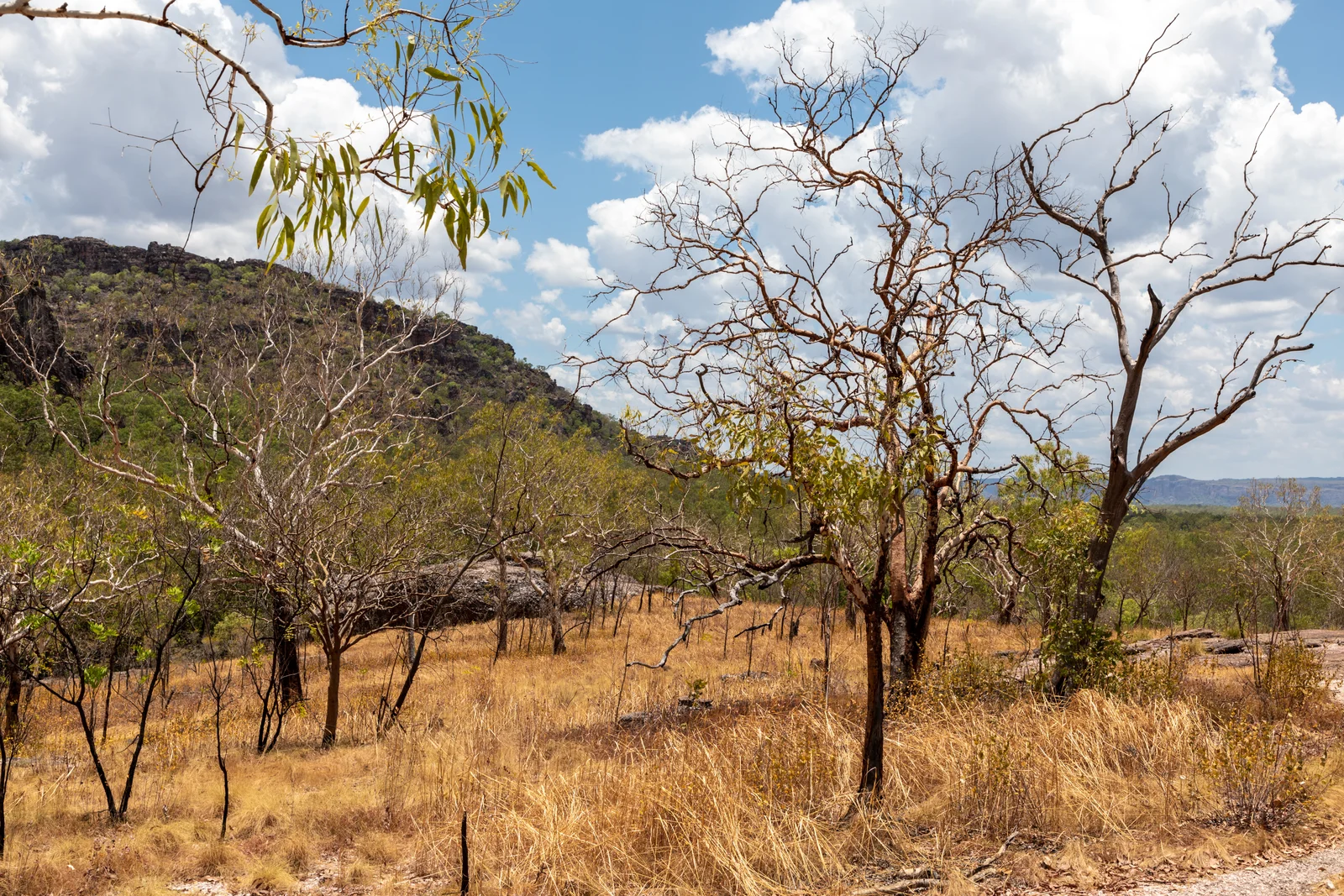 Arnhem Land plateau cliffs from Gunwarrdehwarrde Lookout, Kakadu