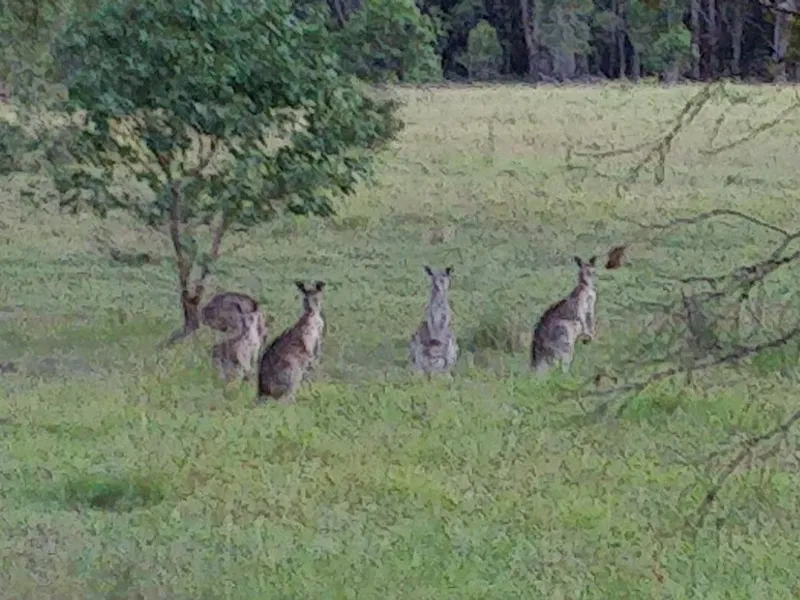 Tinklers Vineyard winery in Pokolbin, NSW