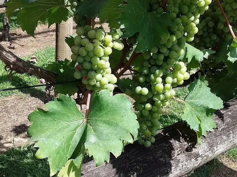 Wynden State Wines winery in NSW