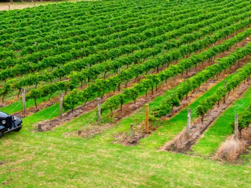 Bellarine Estate winery in VIC