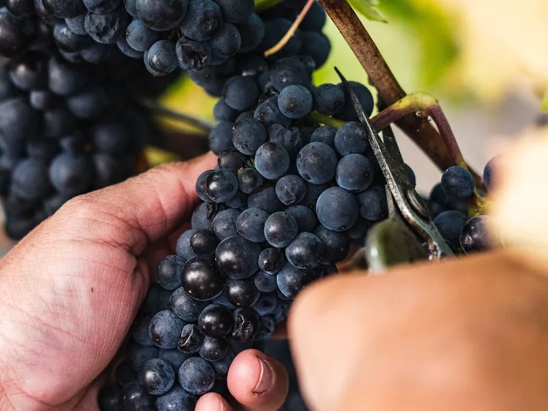 Boggy Creek Winery winery in Myrrhee, VIC