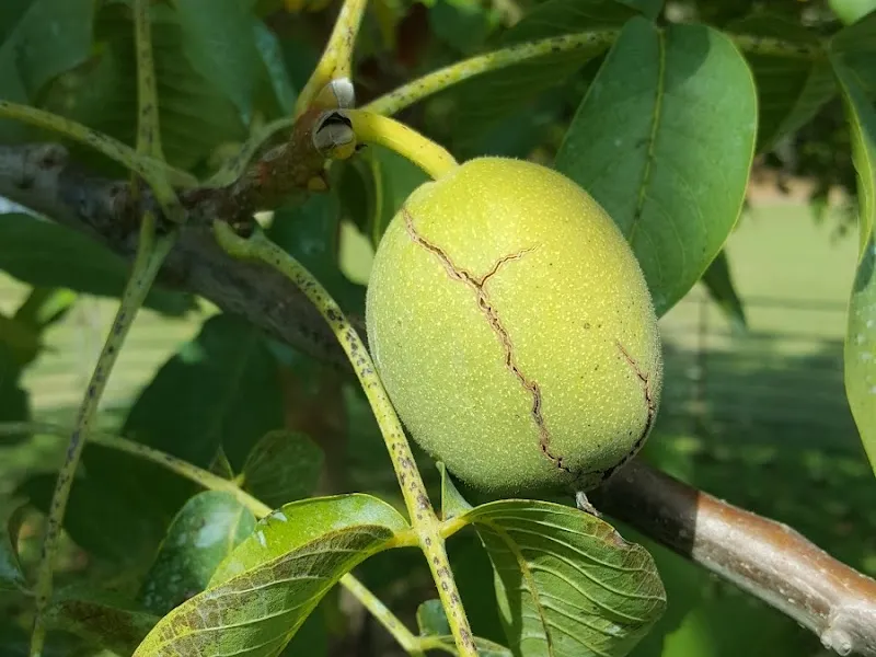 Jack Rabbit winery in VIC