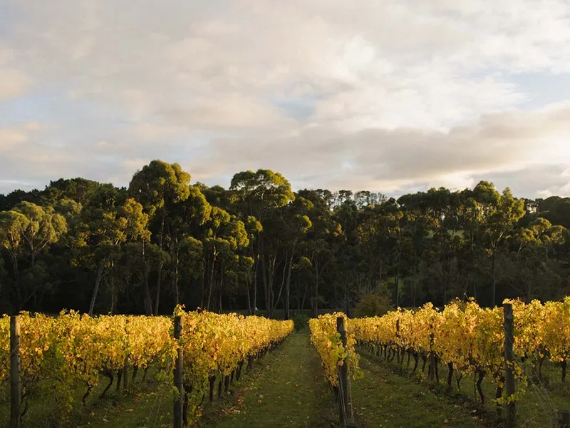 Polperro Winery winery in VIC