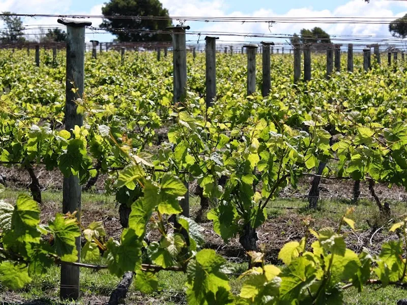 Spikey Bridge Vineyard winery in Relbia, TAS
