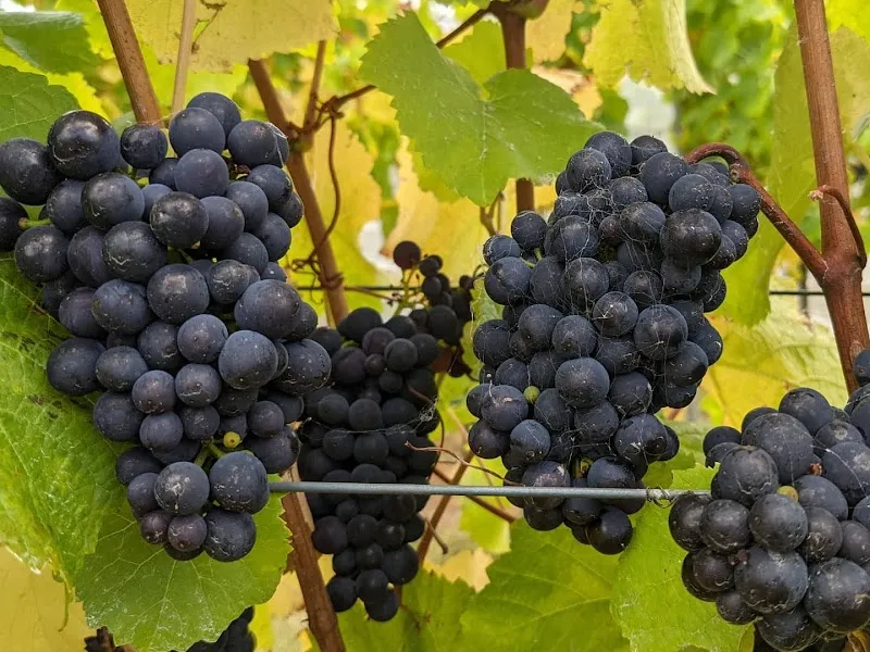 Noland Bay winery in Launceston, TAS