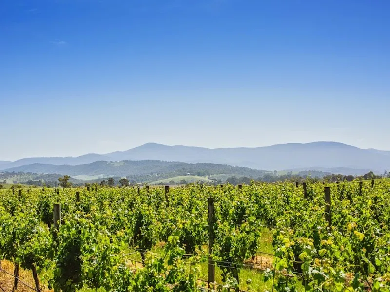 Orani Vineyard winery in Sorrel, TAS