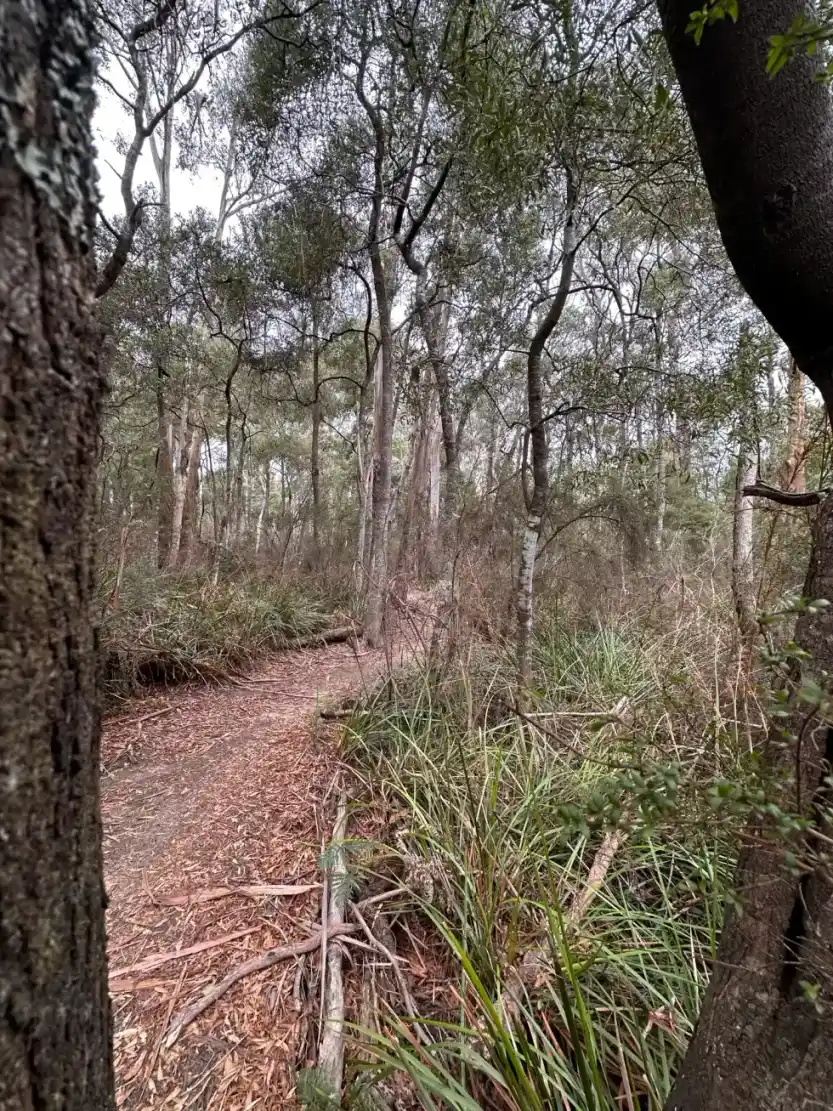 Boardwalk trail through dense Tasmanian forest at Wild Mersey